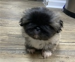 Small Photo #1 Pekingese Puppy For Sale in TURKEY, NC, USA