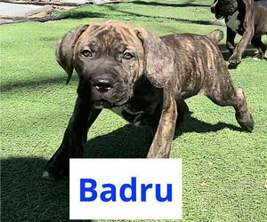 Medium America Bandogge Mastiff