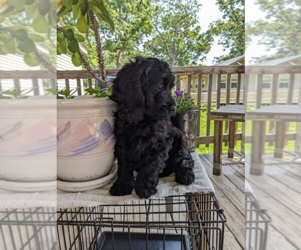 Medium Photo #6 Cock-A-Poo Puppy For Sale in SALEM, MO, USA