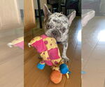 Small French Bulldog
