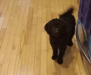 Poodle (Miniature) Puppy for sale in ORANGE, MA, USA