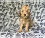 Small #6 Cavapoo