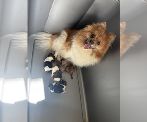 Mother of the Pomeranian puppies born on 03/14/2025