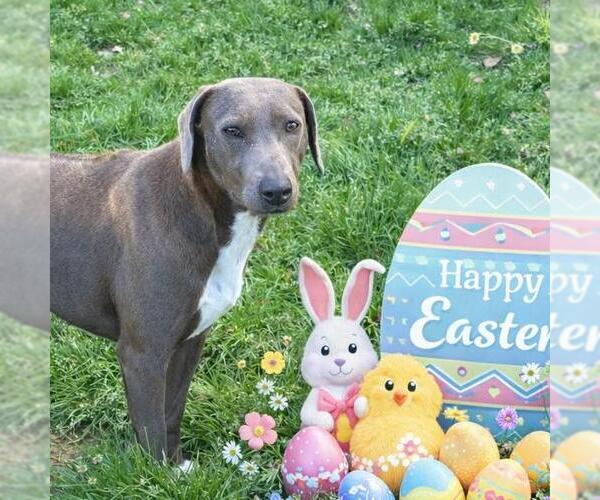 Medium Photo #2 Unknown-Weimaraner Mix Puppy For Sale in Yardley, PA, USA