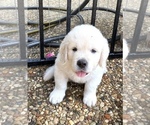 Small Photo #6 English Cream Golden Retriever Puppy For Sale in HOCKLEY, TX, USA