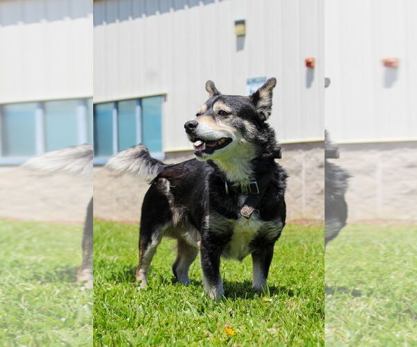 Medium Photo #1 Mutt Puppy For Sale in Petaluma, CA, USA