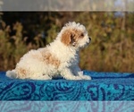 Small #3 Goldendoodle (Miniature)