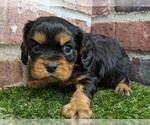 Small #5 Cavalier King Charles Spaniel