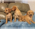 Small Photo #3 Golden Retriever Puppy For Sale in PARIS, TX, USA