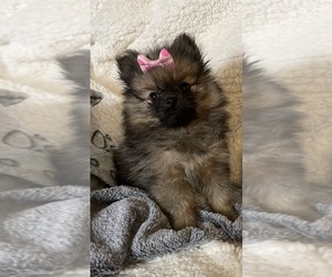 Pomeranian Puppy for Sale in HARRISVILLE, Michigan USA