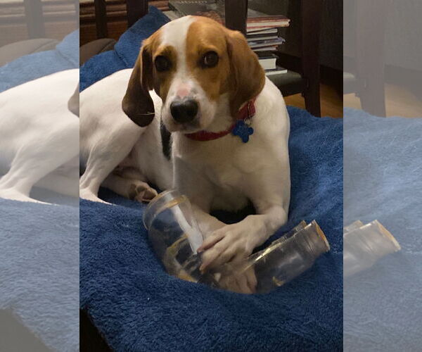 Medium Photo #12 English Coonhound-Harrier Mix Puppy For Sale in Minneapolis, MN, USA
