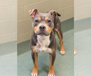 Mutt Dogs for adoption in Baytown, TX, USA