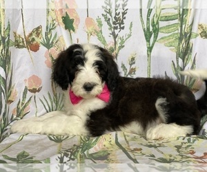 Sheepadoodle Puppy for sale in LANCASTER, PA, USA