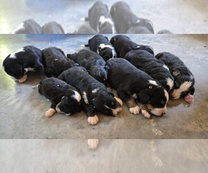 Bernedoodle Litter for sale in FRANKLIN, MO, USA