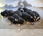 Image preview for Ad Listing. Nickname: Litter of 9
