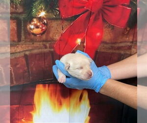 German Shepherd Dog-Unknown Mix Dogs for adoption in San Bernardino, CA, USA