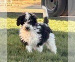 Small Photo #8 Miniature Bernedoodle Puppy For Sale in LONGMONT, CO, USA