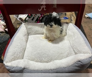 Poodle (Toy) Puppy for sale in PIEDMONT, AL, USA