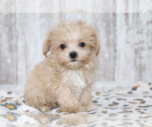 Maltipoo Puppy for sale in SHILOH, OH, USA