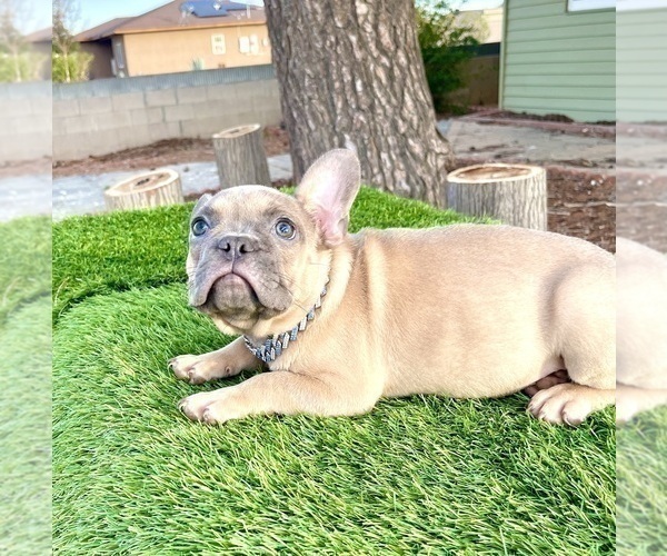 Medium Photo #4 French Bulldog Puppy For Sale in LOUISVILLE, KY, USA