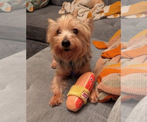Mutt Dogs for adoption in Andover, MN, USA