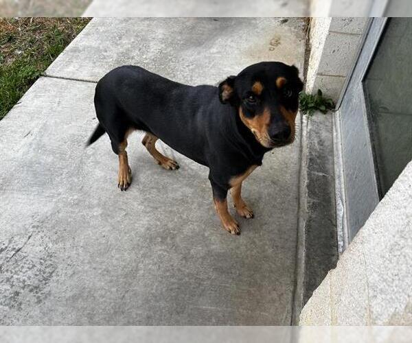 Medium Photo #3 Doberman Pinscher-Unknown Mix Puppy For Sale in Grand Prairie, TX, USA