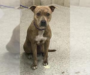 American Pit Bull Terrier Dogs for adoption in Conroe, TX, USA