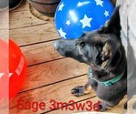 Small #1 German Shepherd Dog