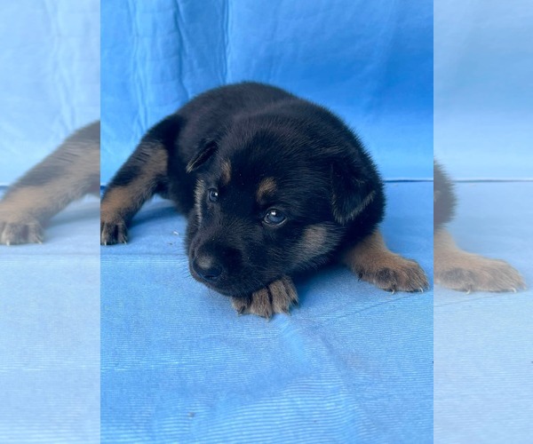 Medium Photo #4 Doberman Pinscher-German Shepherd Dog Mix Puppy For Sale in HOPKINSVILLE/PRINCETON, KY, NH, USA