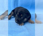 Small #3 Doberman Pinscher-German Shepherd Dog Mix