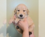 Small Photo #2 Golden Retriever Puppy For Sale in SALISBURY, NC, USA