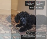 Small Photo #2 Poodle (Toy) Puppy For Sale in TUCSON, AZ, USA
