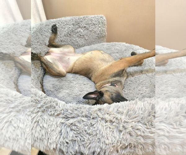 Medium Photo #5 Mutt Puppy For Sale in Stevens Point, WI, USA