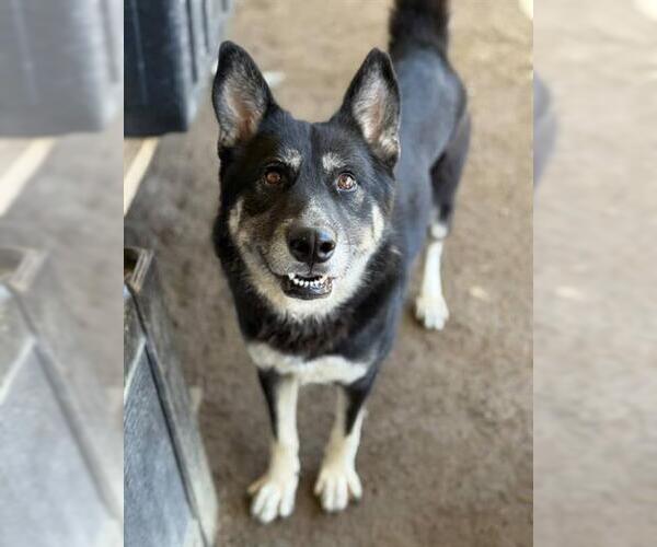 Medium Photo #1 German Shepherd Dog-Siberian Husky Mix Puppy For Sale in Riverside, CA, USA