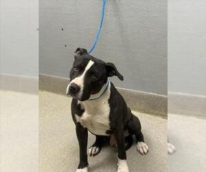 Mutt Dogs for adoption in Las Vegas, NV, USA