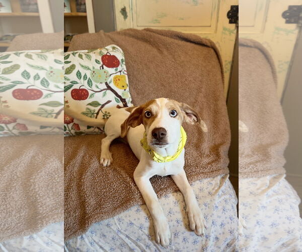 Medium Photo #3 Treeing Walker Coonhound-Unknown Mix Puppy For Sale in Rockaway, NJ, USA