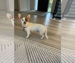 Small #6 Chihuahua-Welsh Corgi Mix