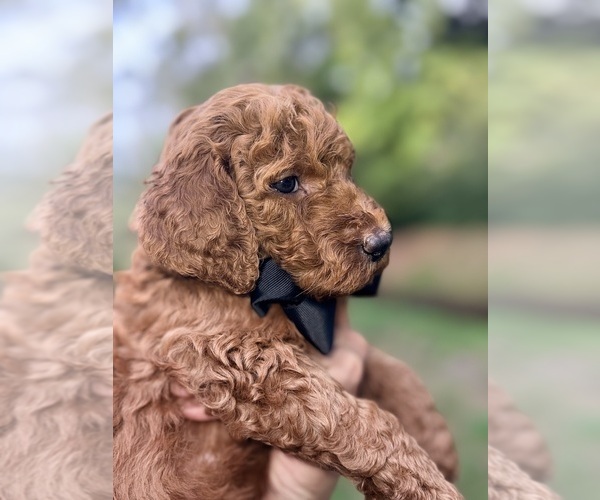 Medium Photo #1 Goldendoodle mix (+ Poodle Standard) Puppy For Sale in ORLANDO, FL, USA