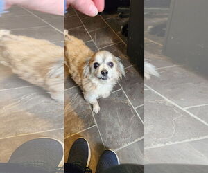 Cheeks Dogs for adoption in Oakdale, TN, USA