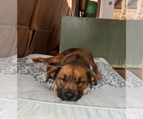 Medium Photo #2 Mutt Puppy For Sale in Germantown, OH, USA