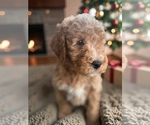 Small #3 Goldendoodle mix (+ Poodle Miniature)