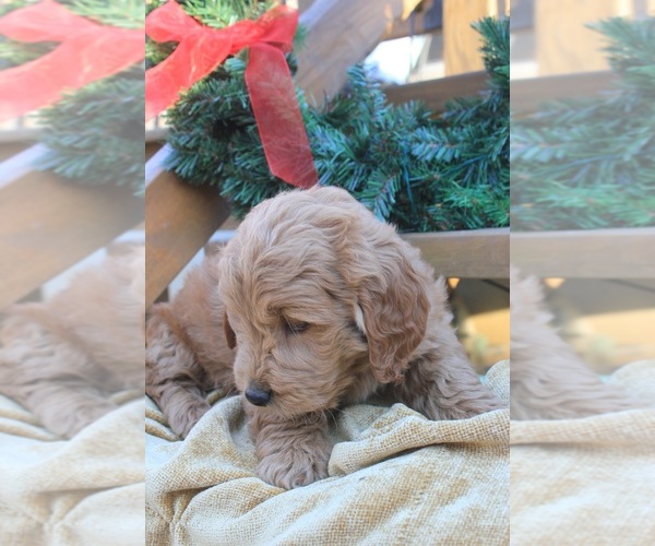 Medium Photo #1 Goldendoodle Puppy For Sale in CAPON BRIDGE, WV, USA