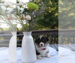 Small #22 Pembroke Welsh Corgi