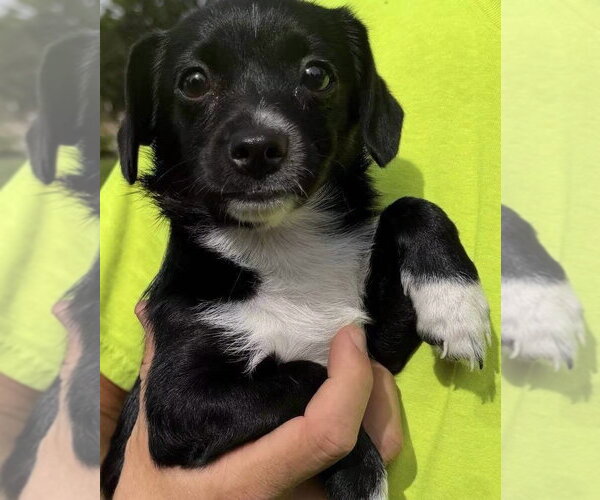 Medium Photo #7 Mutt Puppy For Sale in Grafton, WI, USA