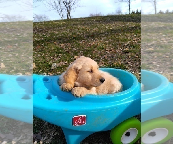 Medium Photo #19 Golden Retriever Puppy For Sale in WARRENSBURG, MO, USA
