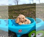Small Photo #19 Golden Retriever Puppy For Sale in WARRENSBURG, MO, USA