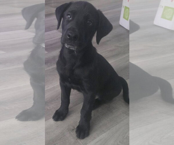 Medium Photo #3 Labrador Retriever-Unknown Mix Puppy For Sale in Alexander, AR, USA