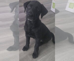Leo - Male Labrador Retriever-Unknown Mix Dog for Adoption - Photo #3