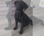 Small Photo #3 Labrador Retriever-Unknown Mix Puppy For Sale in Alexander, AR, USA