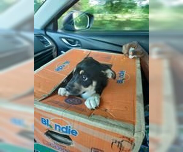 Medium Photo #6 Staffordshire Bull Terrier-Unknown Mix Puppy For Sale in Spring, TX, USA